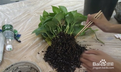 生活小常识——水培绿萝的方法