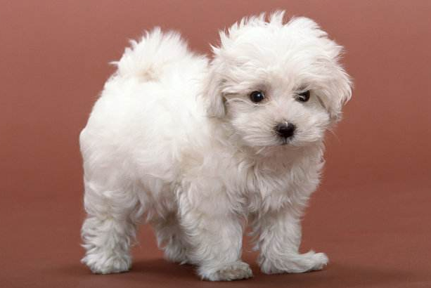 我家有一只小狗100字。