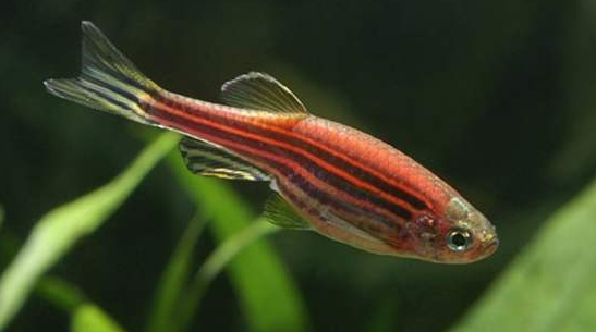 斑马鱼吃什么啊