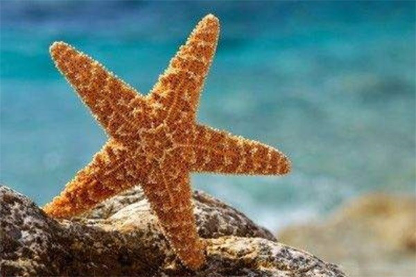 海里的动物有哪些捕食妙招?请举一个例子。