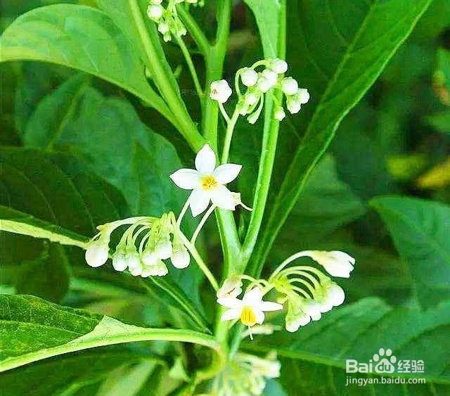 怎样煎煮中药