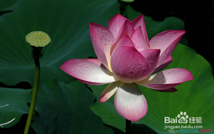 怎么形容荷花开放的样子