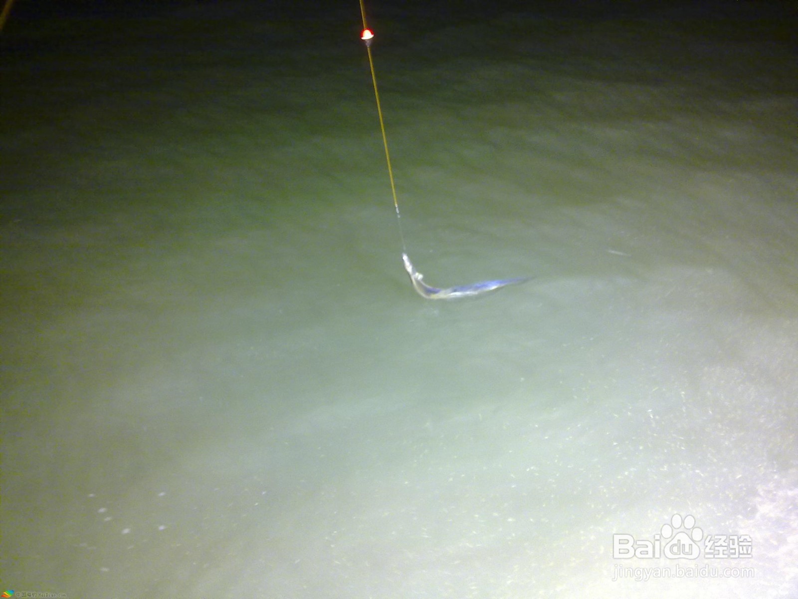 海钓带鱼最佳方法