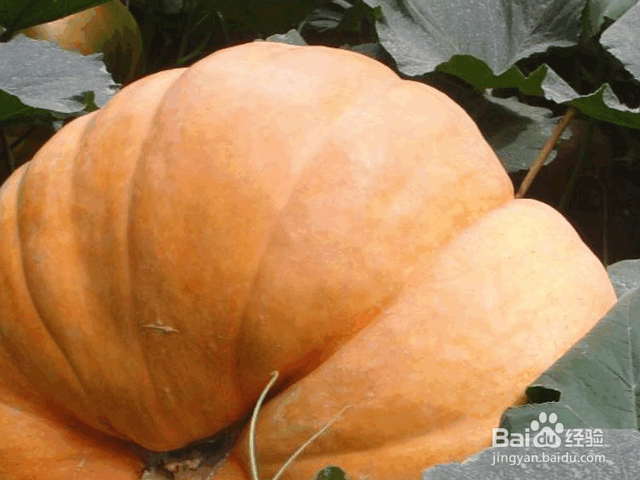 种植南瓜的注意事项