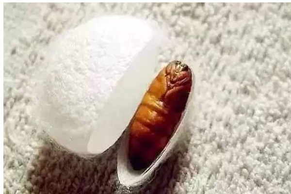蚕蛹里黑色的东西是什么
