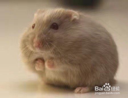 仓鼠很瘦怎么增肥