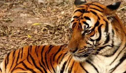 华南虎近十年数量