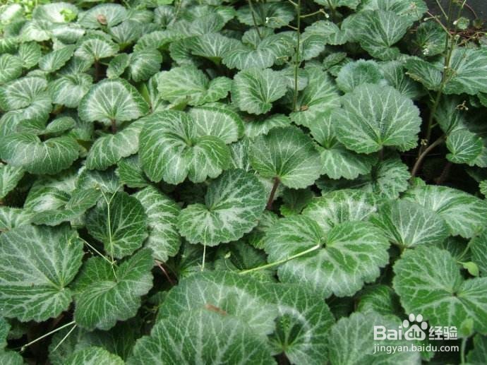 盆栽虎耳草的 诀窍