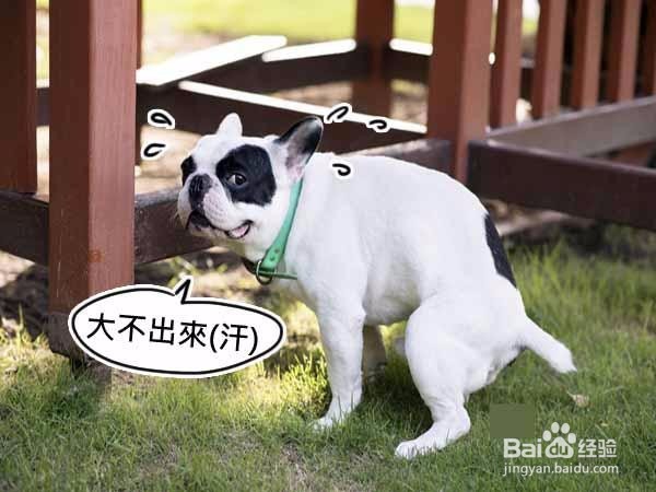 夏季上火，狗狗便秘怎么办