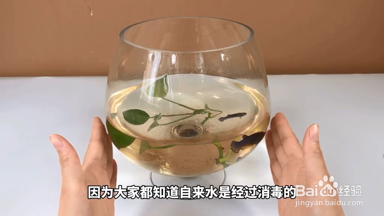 空调水不要浪费，还能用来养鱼