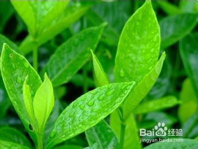明前茶和雨前茶的区别