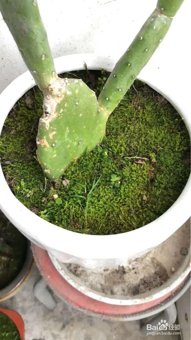 6种花就适合养在潮湿环境