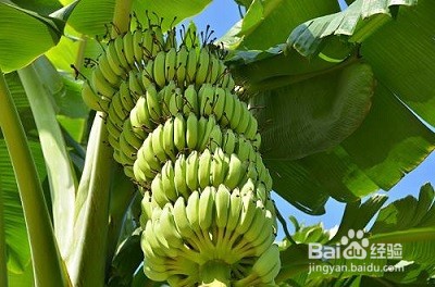 女性补血吃什么好？