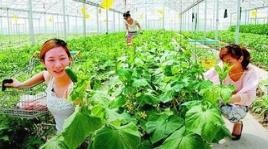 怎样办好大棚采摘