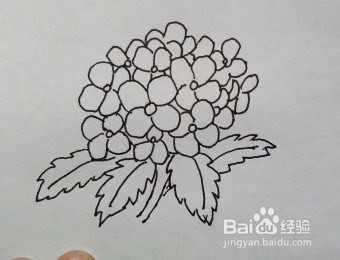 线描画：绣球花