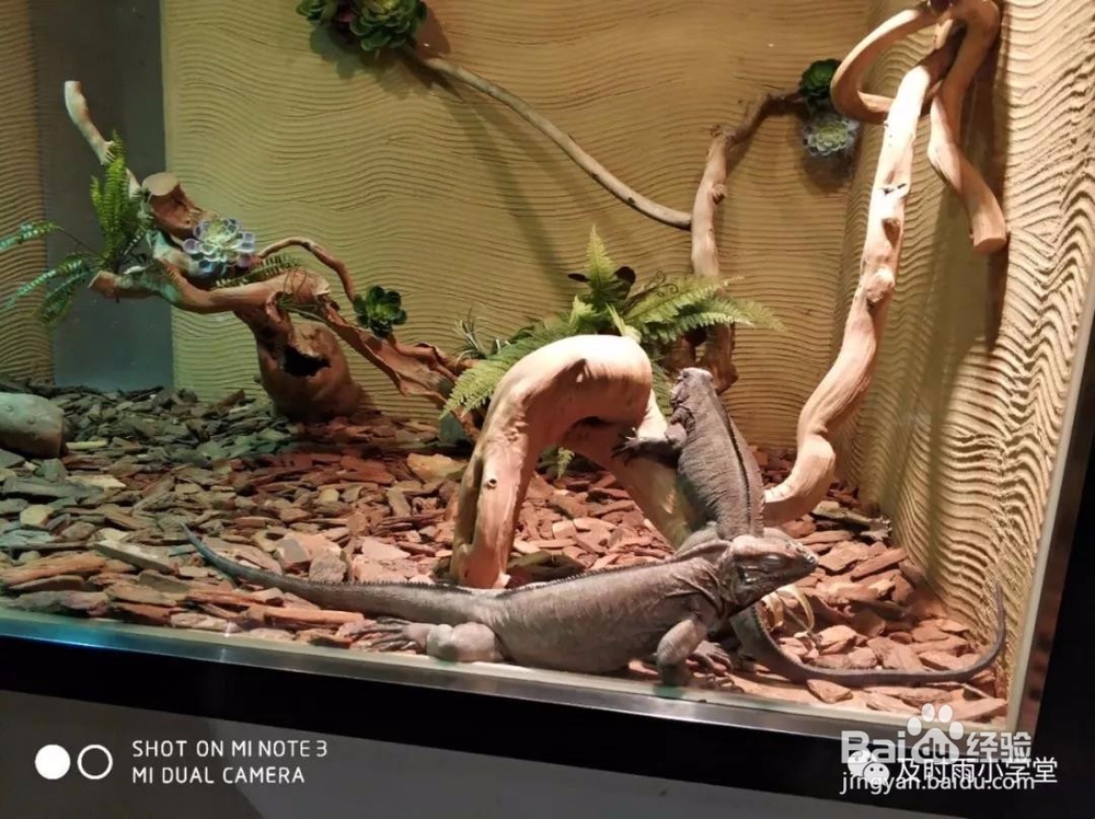 北京野生动物园一日游