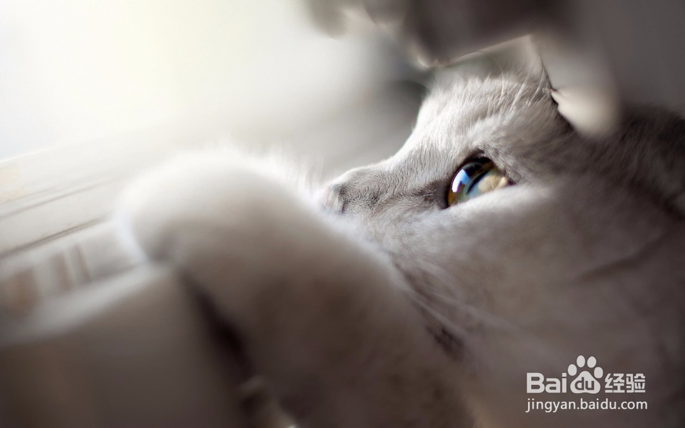 【医疗篇】猫猫绝育注意事项