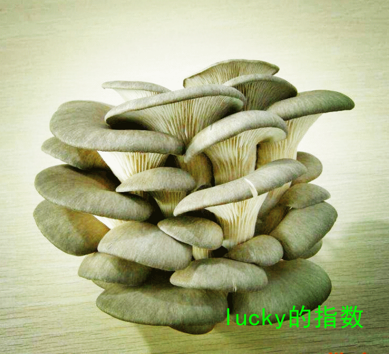 菌类养生的简介