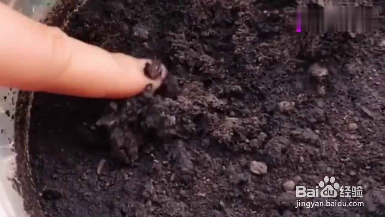 如何把废弃的菠萝种出盆栽？