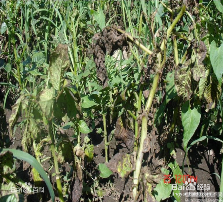 马铃薯晚疫病防治方案