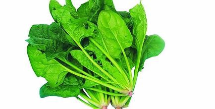 菠菜有什么医用价值?