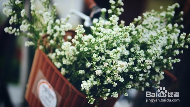 十二星座中一般不与人争，要争就绝不相让的星座