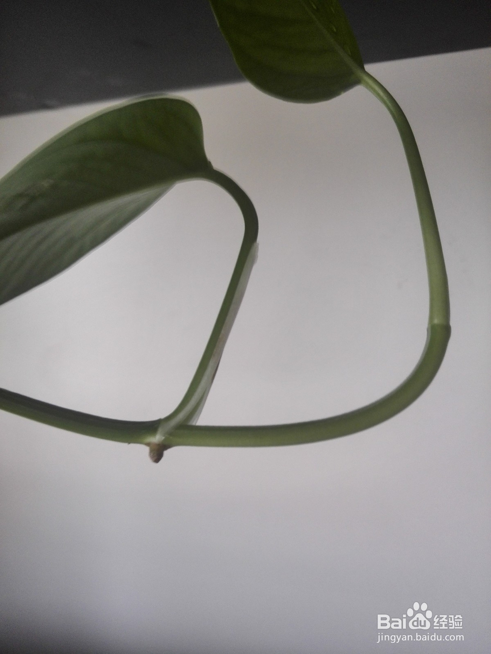 水培绿萝-自己种绿萝