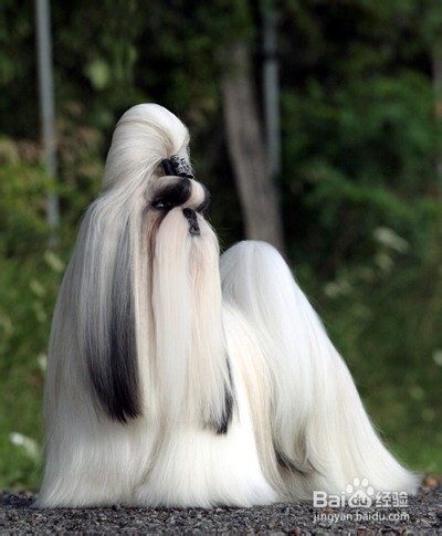 狗狗,我的世界不能没有你