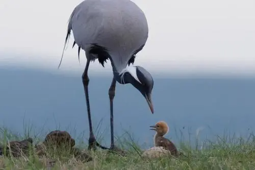 野鹤是几级保护动物