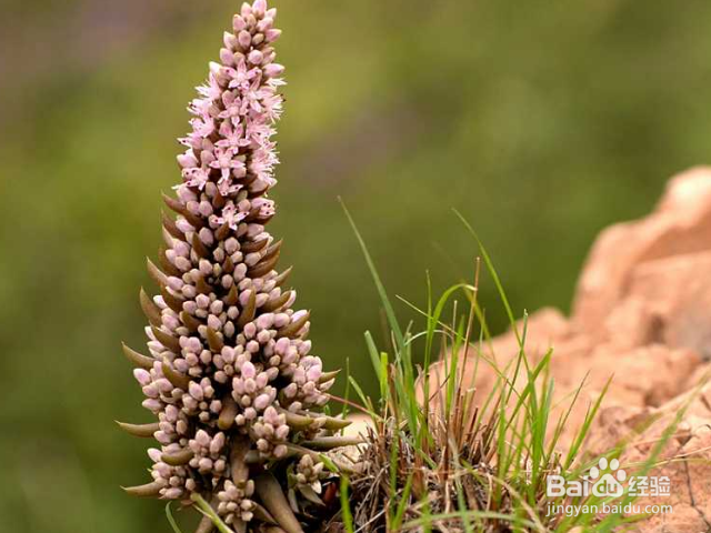 塔花瓦松如何种植?