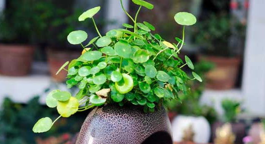 防止养花水臭的方法有什么