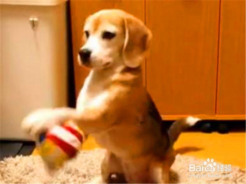 怎么训练狗狗接球