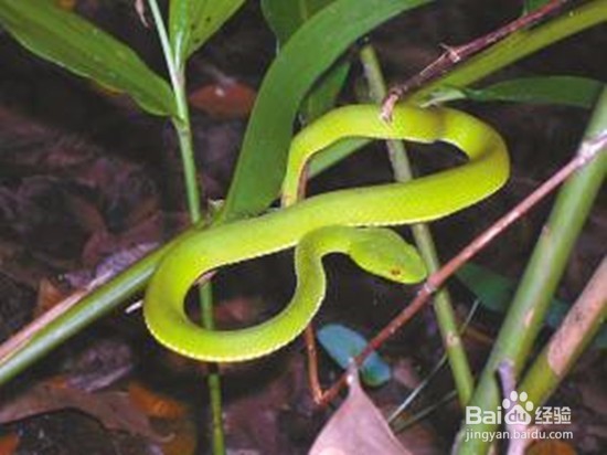 野外毒蛇咬伤的诊断方法及急救措施