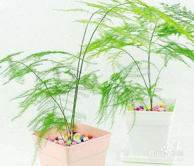 养文竹的方法窍门