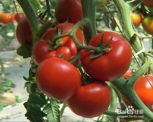 炎炎夏日，6种蔬菜让女人吃出好气色