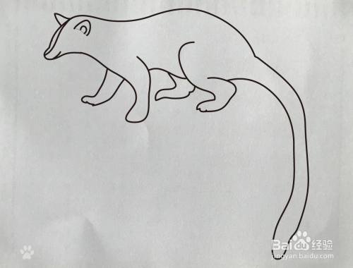 【简笔画】麝香猫的画法