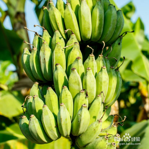香蕉栽培方法有哪些?
