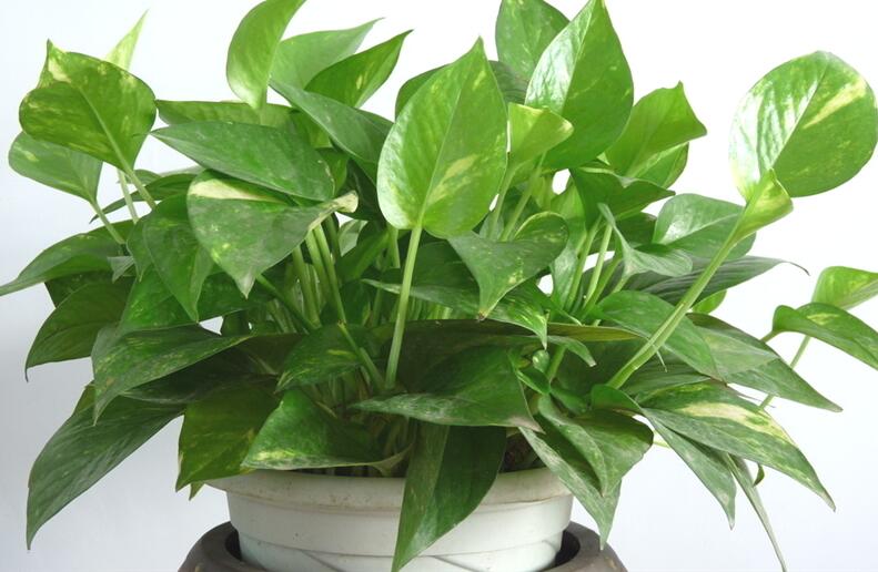 水养绿萝怎么养才茂盛