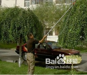 观赏树要怎么修剪呢