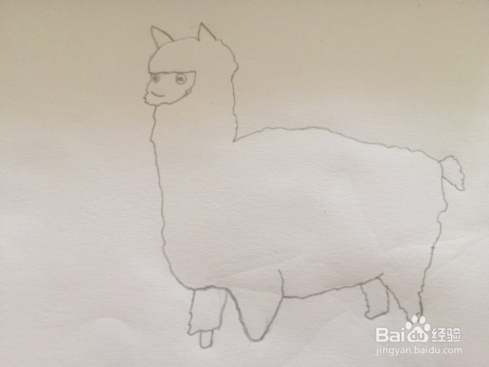 简笔画绘画羊驼