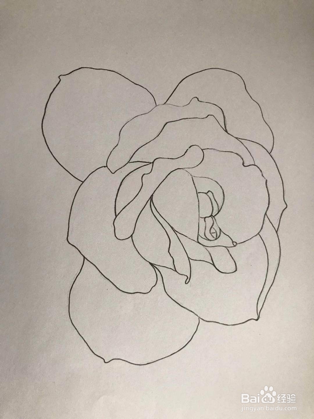 玫瑰花黑白线描画