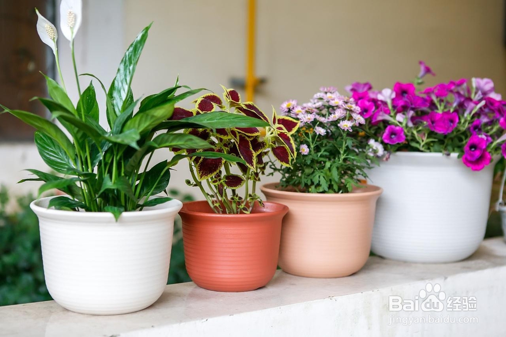 养好盆栽植物应该注意的事项有哪些？