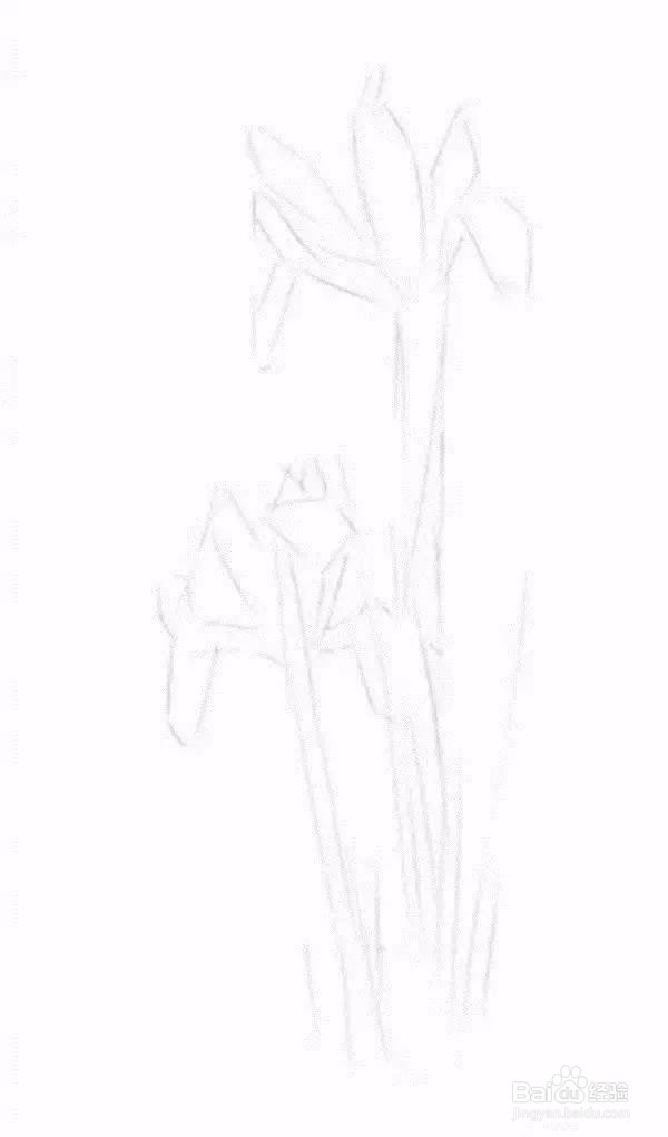 构画一株紫罗兰