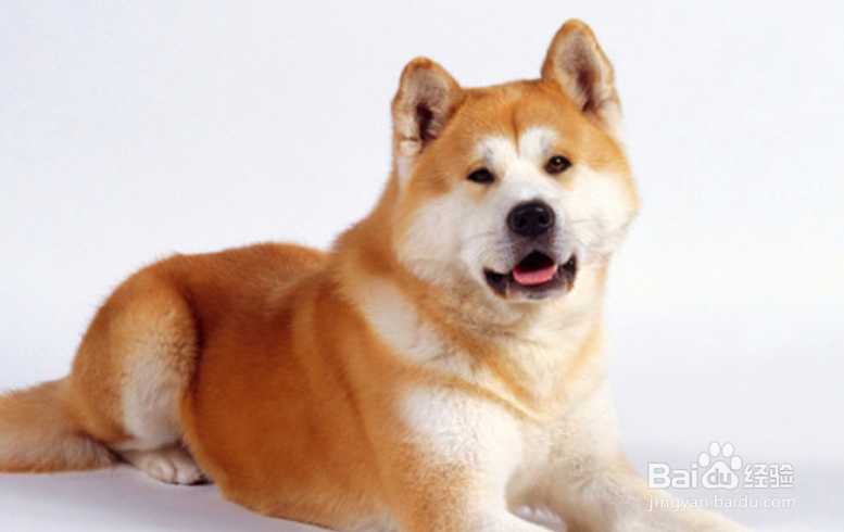 秋田犬怎么看纯不纯