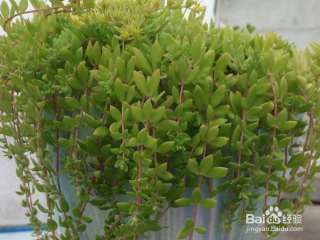 垂盆草与佛甲草有哪些区别？