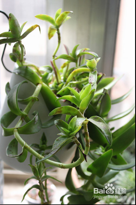 三伏天，损失惨重