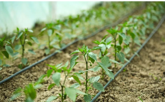 辣椒育苗时间和方法