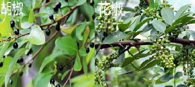 花椒和胡椒的区别 百度经验