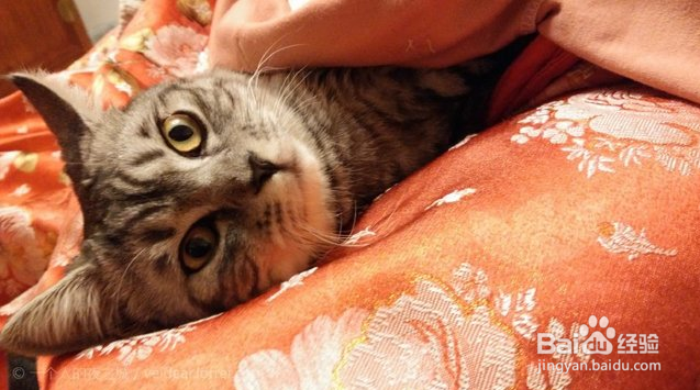 给猫咪怎么测体温？