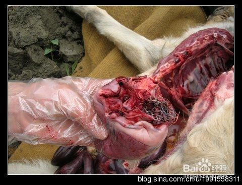 心丝虫的预防及治疗